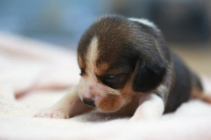 Exploring the World of PuppygirlXD